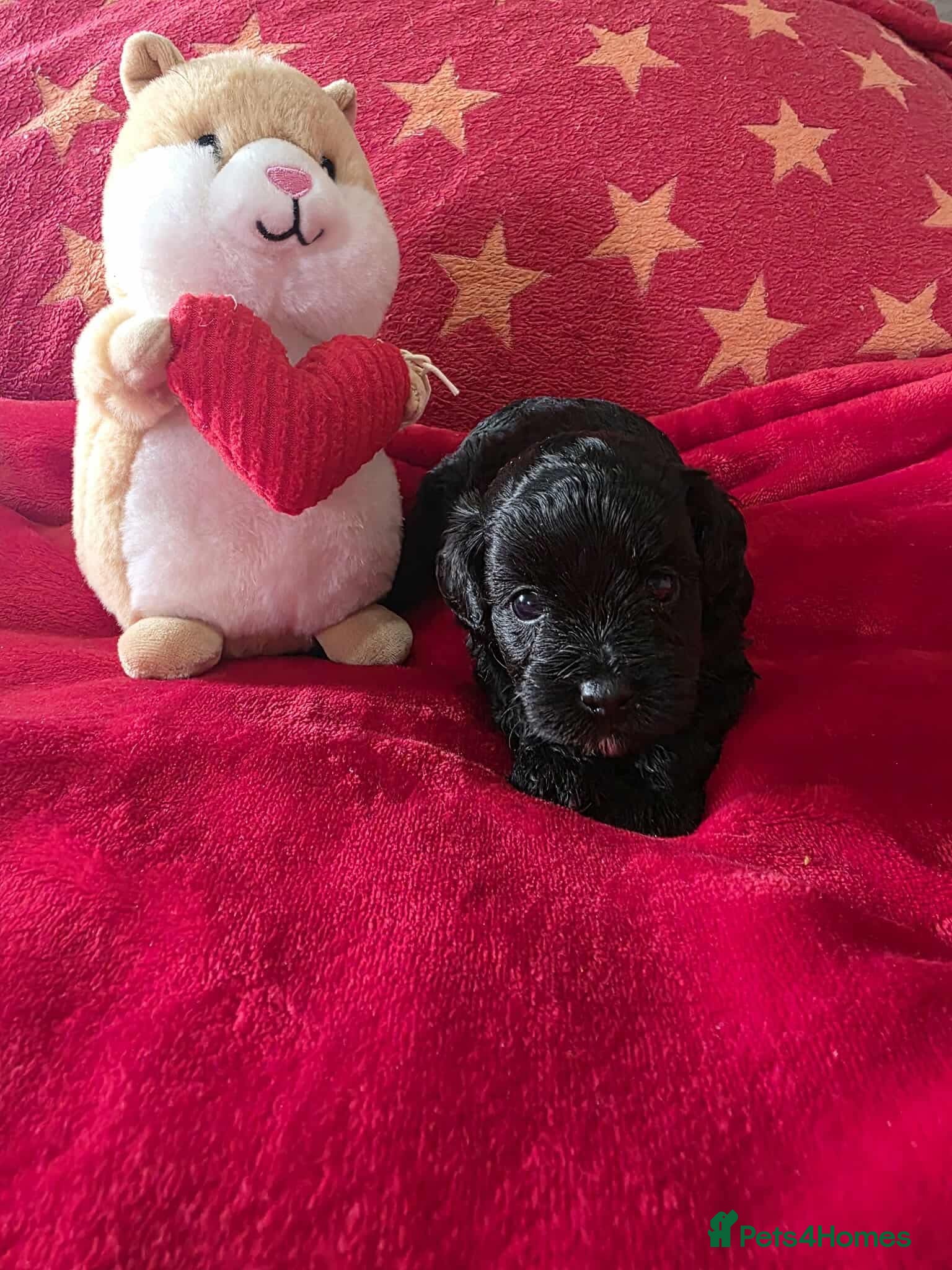 Maltipoo dogs ONE GIRL REMAINING 🩷 - Advert 2