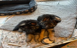 German Shepherd dogs for stud: Proven KC Registered German Shepherd  in Glasgow - Image 11