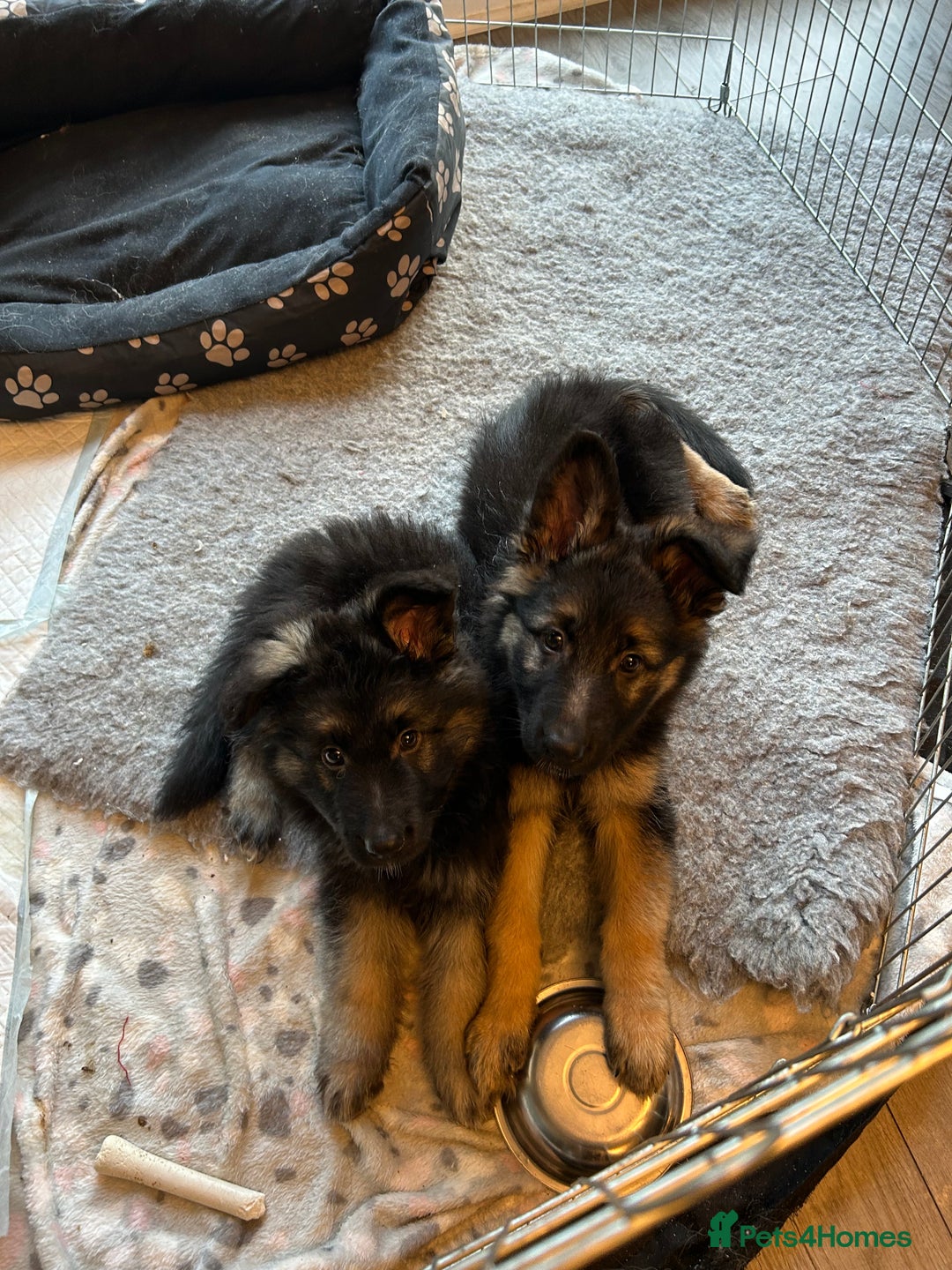 German Shepherd dogs for stud: Proven KC Registered German Shepherd  in Glasgow - Image 11