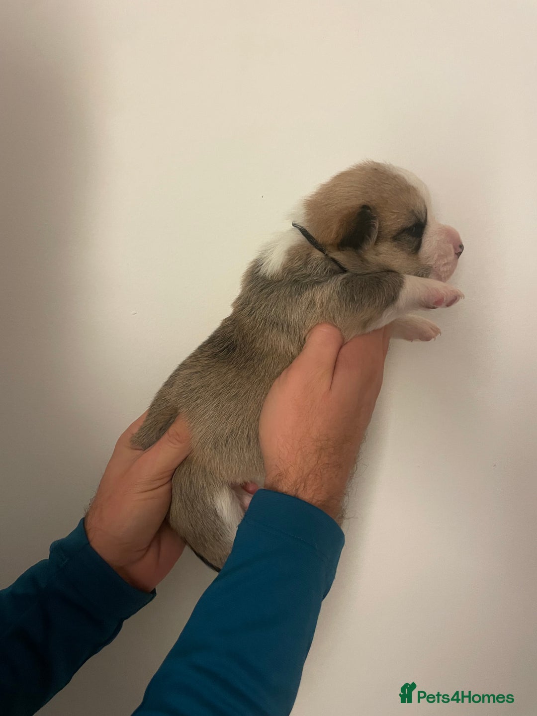 Welsh Corgi Pembroke dogs for sale: KC REG PEMBROKESHIRE CORGIS - Image 10
