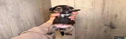 Mixed Breed dogs for sale: Border terrier x patterdale - Advert 17