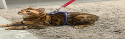Bengal cats for sale: Male Bengal in Birmingham - Advert 3