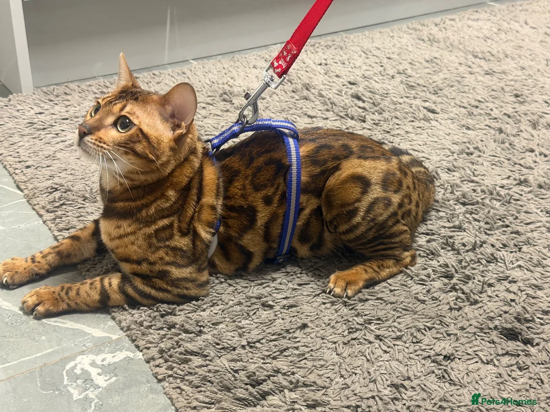 Bengal cats for sale: Male Bengal in Birmingham - Advert 3
