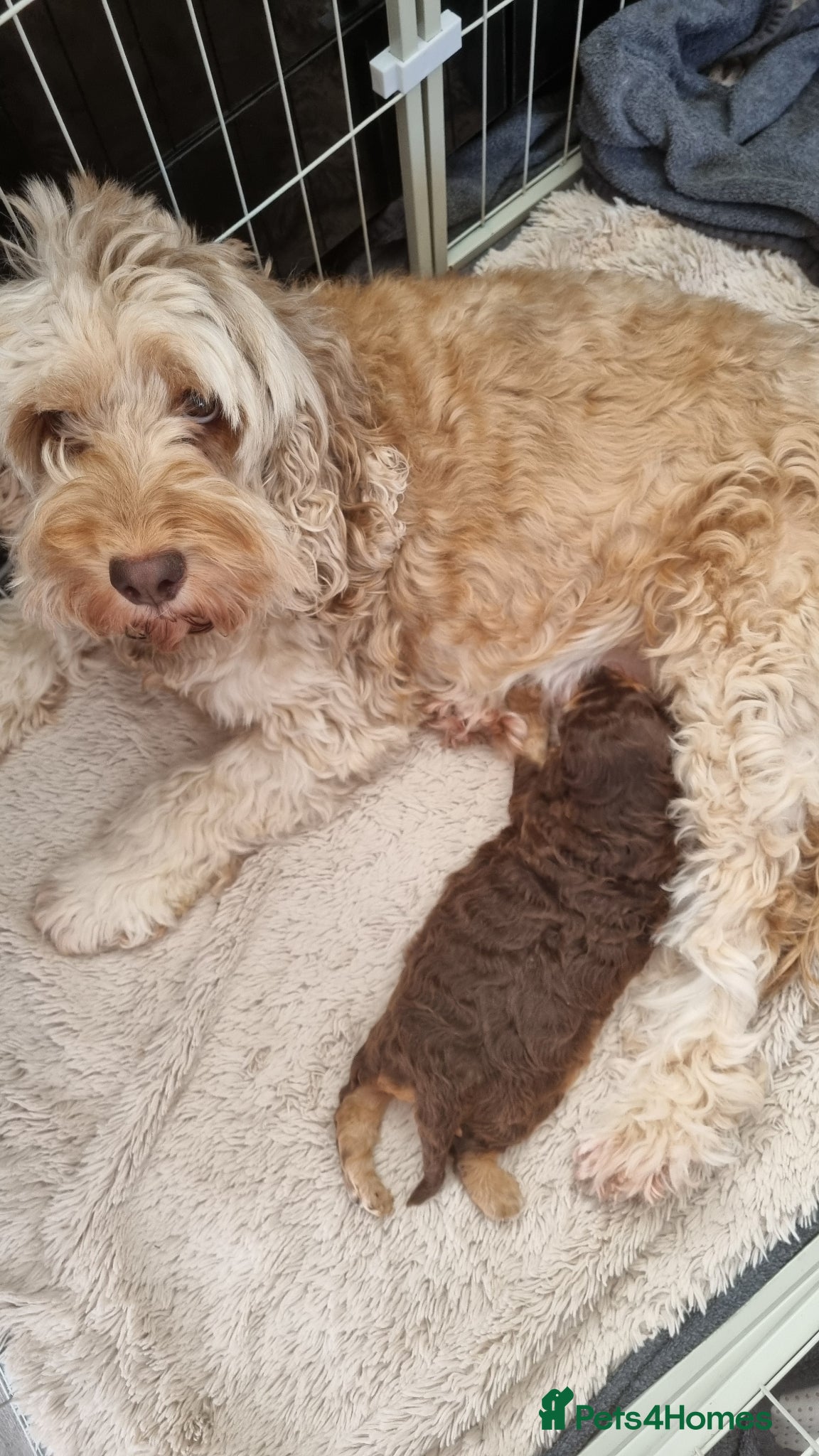 Cockapoo dogs F2 Cockapoo - Advert 16