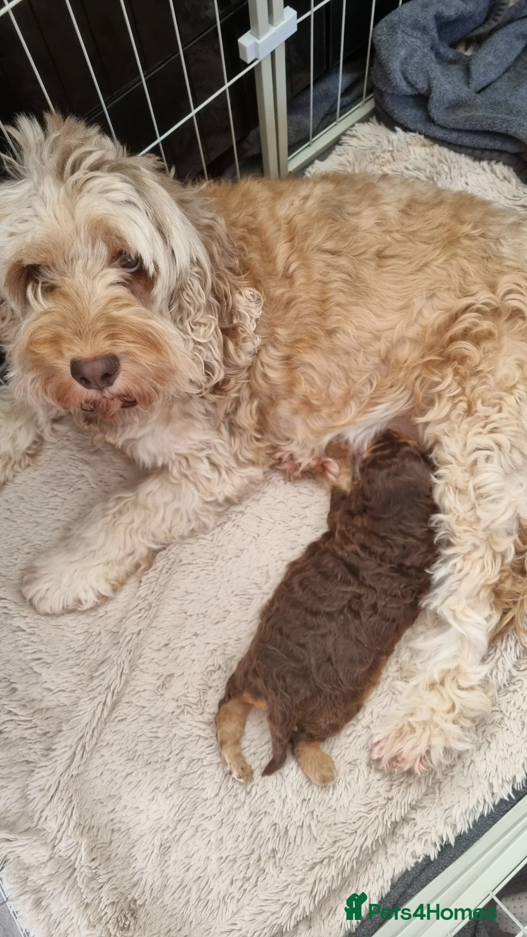 Cockapoo dogs for sale: F2 Cockapoo - Advert 1