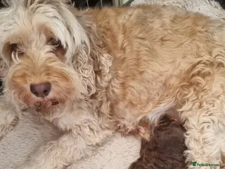 Cockapoo dogs F2 Cockapoo - Advert 3