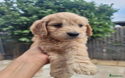 Cockapoo dogs for sale: Adorable Cockerpoo Puppies - Image 6