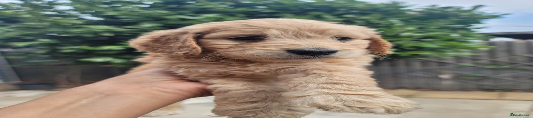 Cockapoo Puppy 5