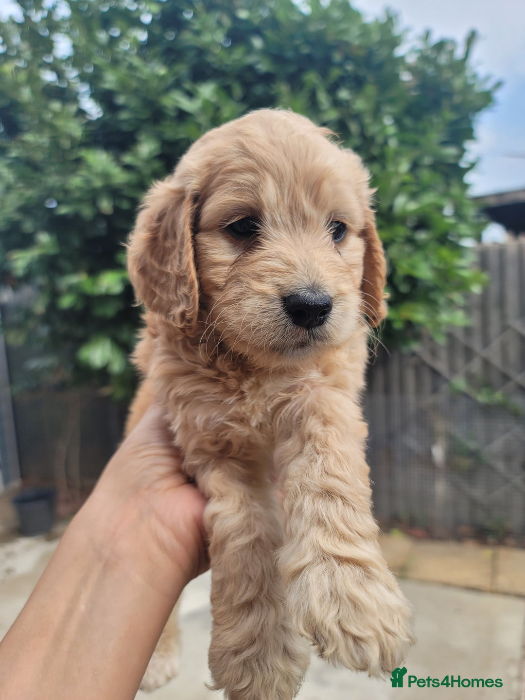 Cockapoo dogs for sale: Adorable Cockerpoo Puppies - Image 6