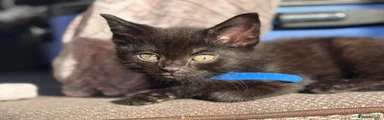 British Shorthair Kitten 3