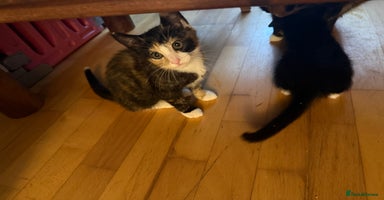 Mixed Breed cats - Advert 16