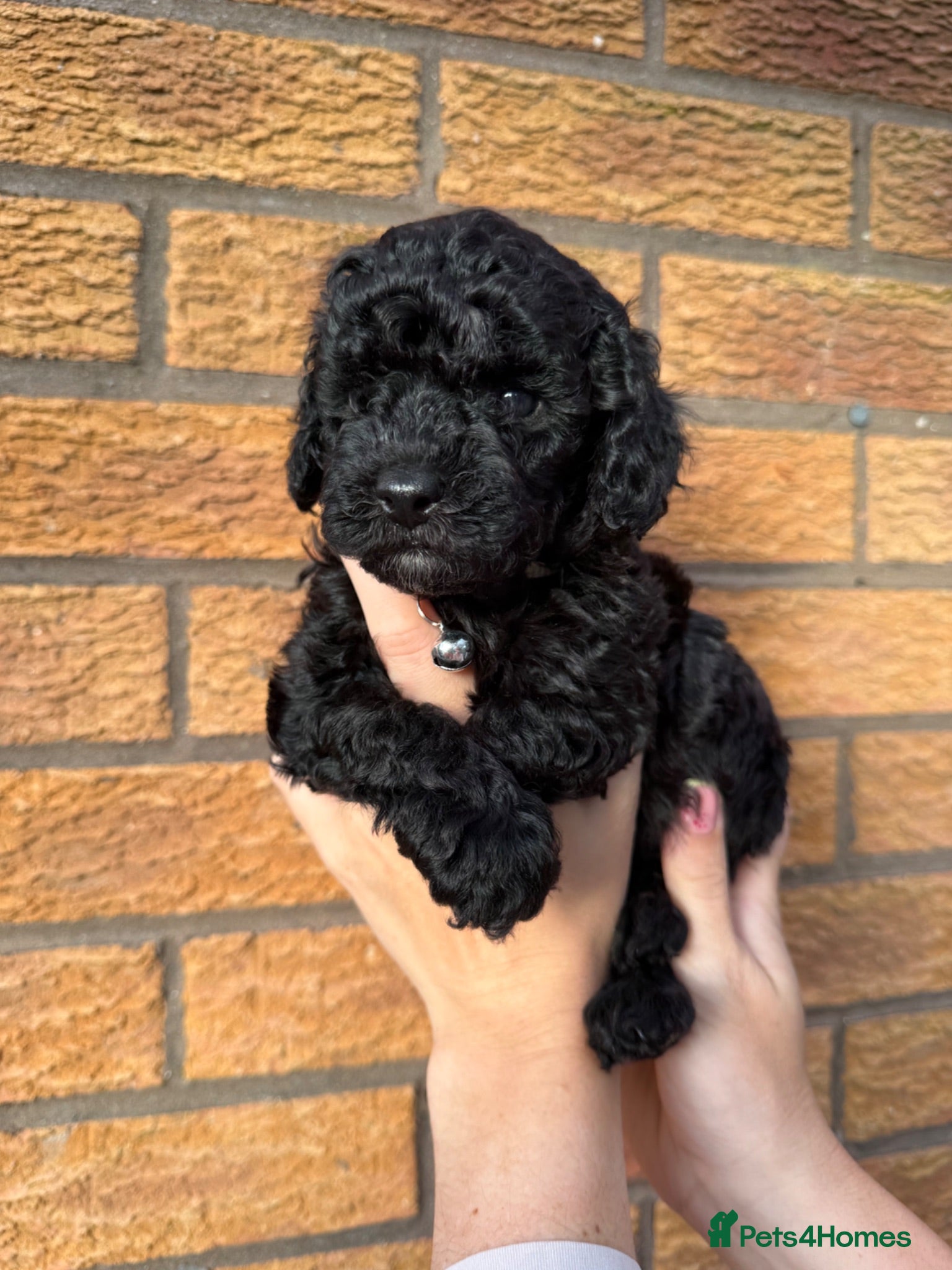 Cockapoo dogs Toy Cockapoo Puppies | DNA & Health Tested Parents - Advert 2