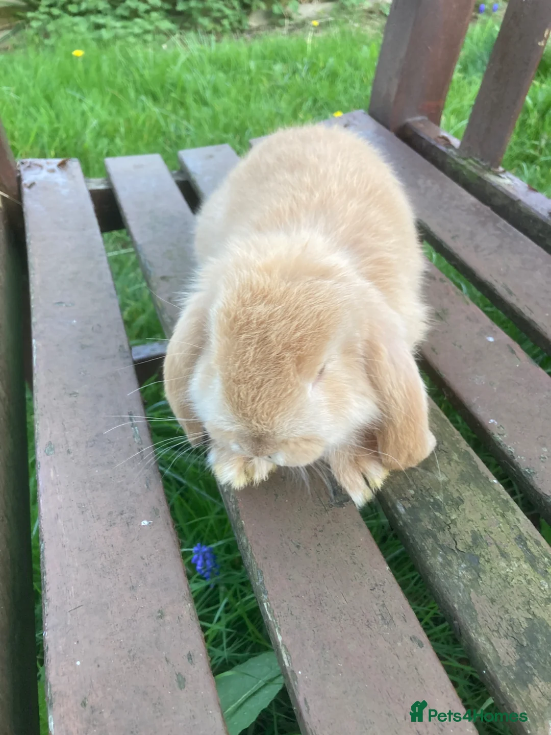 French Lop rabbits for sale: Rabbits in London in Wembley - Advert 1