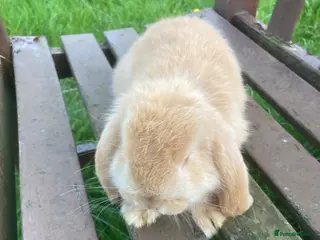 French Lop rabbits Rabbits in London - Advert 1