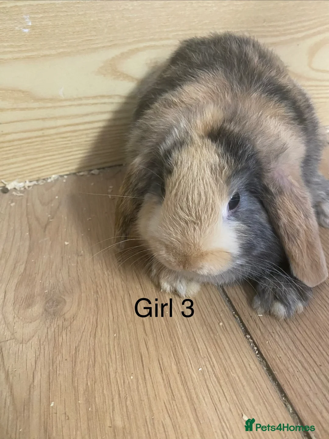 Mini Lop rabbits for sale: Beautiful litter of mini lop bunnies - Advert 2