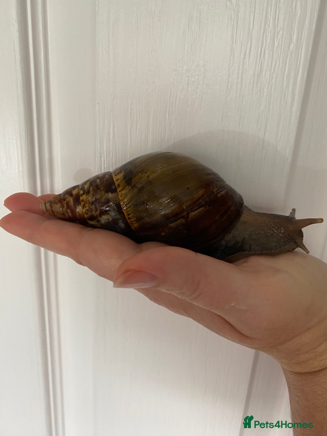 Snails invertebrates for sale: Giant African land snails and enclosure - Image 2