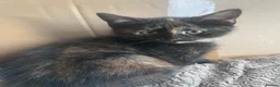 Mixed Breed cats for sale: Tortoiseshell kitten - Advert 2