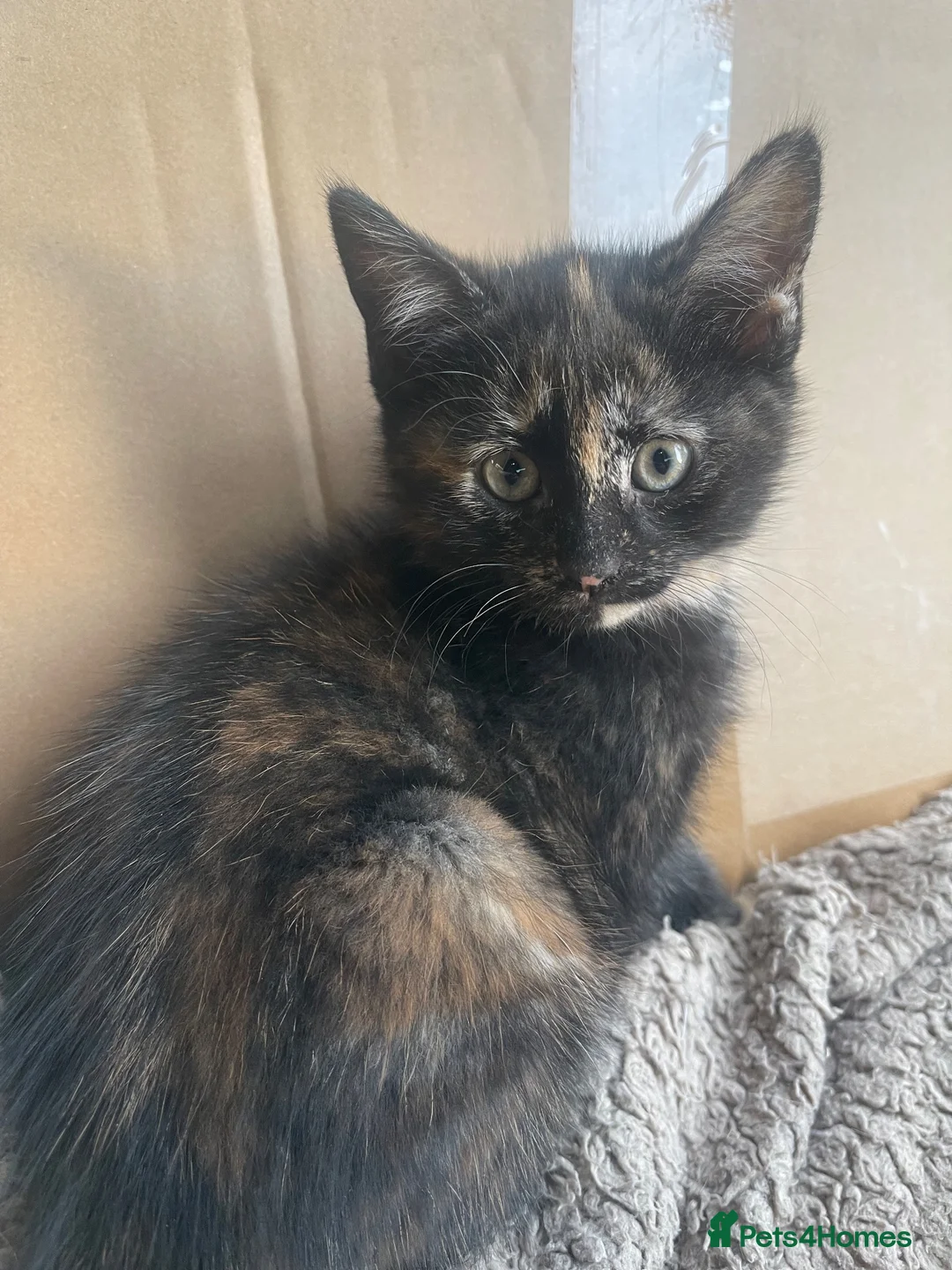 Mixed Breed cats for sale: Tortoiseshell kitten - Advert 2