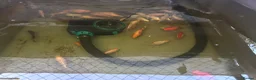 Koi Carp fish for sale: Assorted Koi Carp for sale in Basingstoke - Advert 3