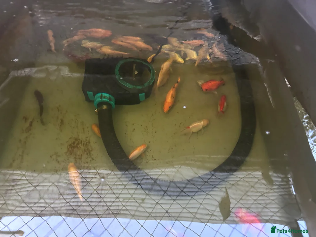 Koi Carp fish for sale: Assorted Koi Carp for sale in Basingstoke - Advert 3