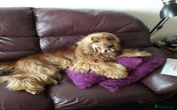 Cocker Spaniel dogs for sale: Lovable Show Cocker Spaniel Puppies 🐾💕 - Image 9