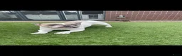 French Bulldog dogs for stud: French bulldog for stud in Sunderland - Advert 2