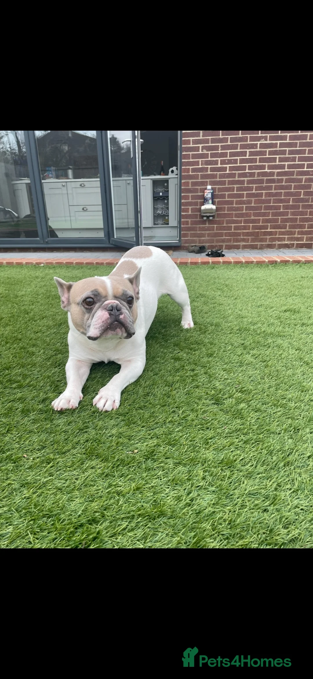 French Bulldog dogs for stud: French bulldog for stud in Sunderland - Advert 2