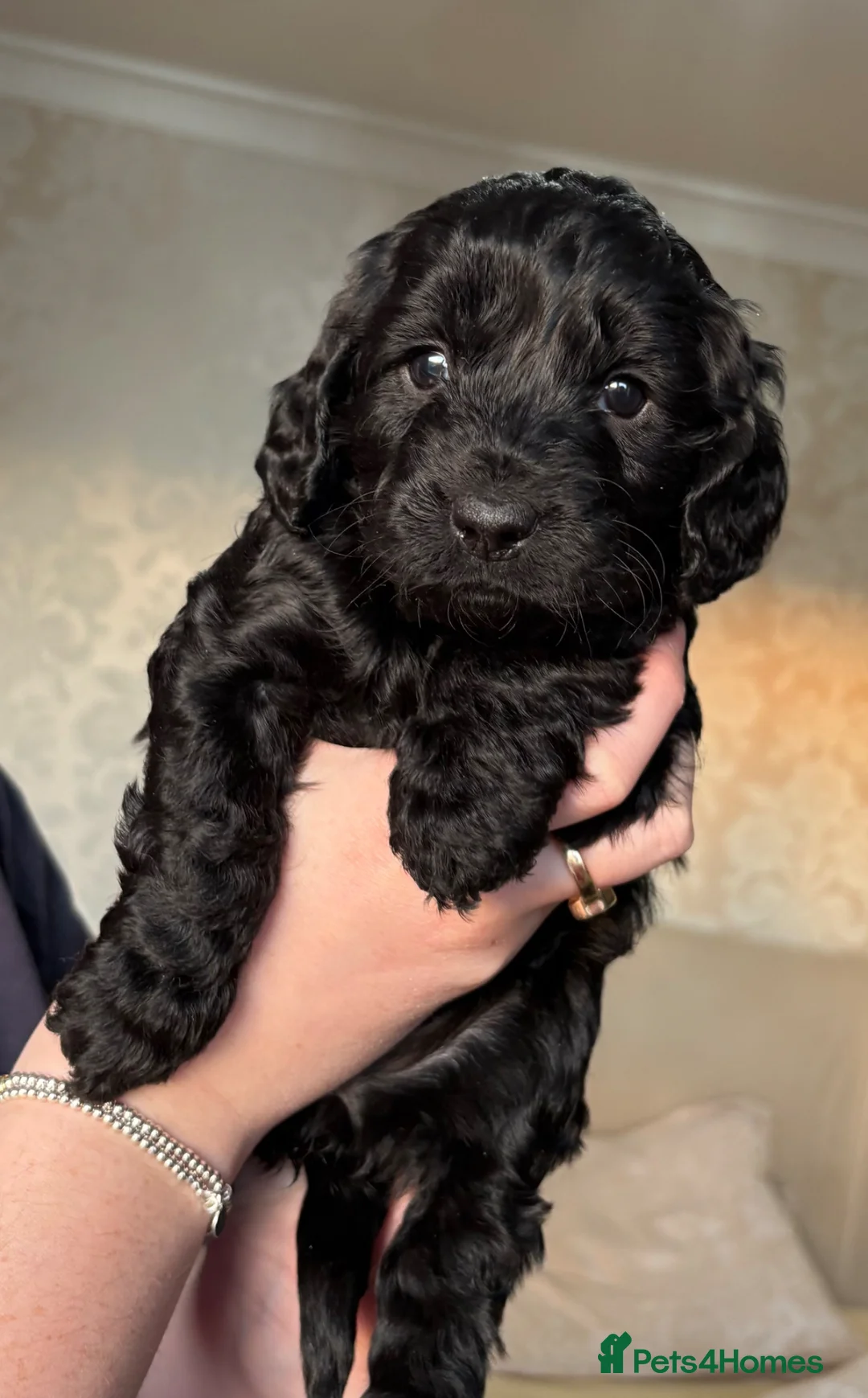 Cockapoo dogs for sale: Litter of 6 cockapoos  in Stockton-on-Tees - Advert 2