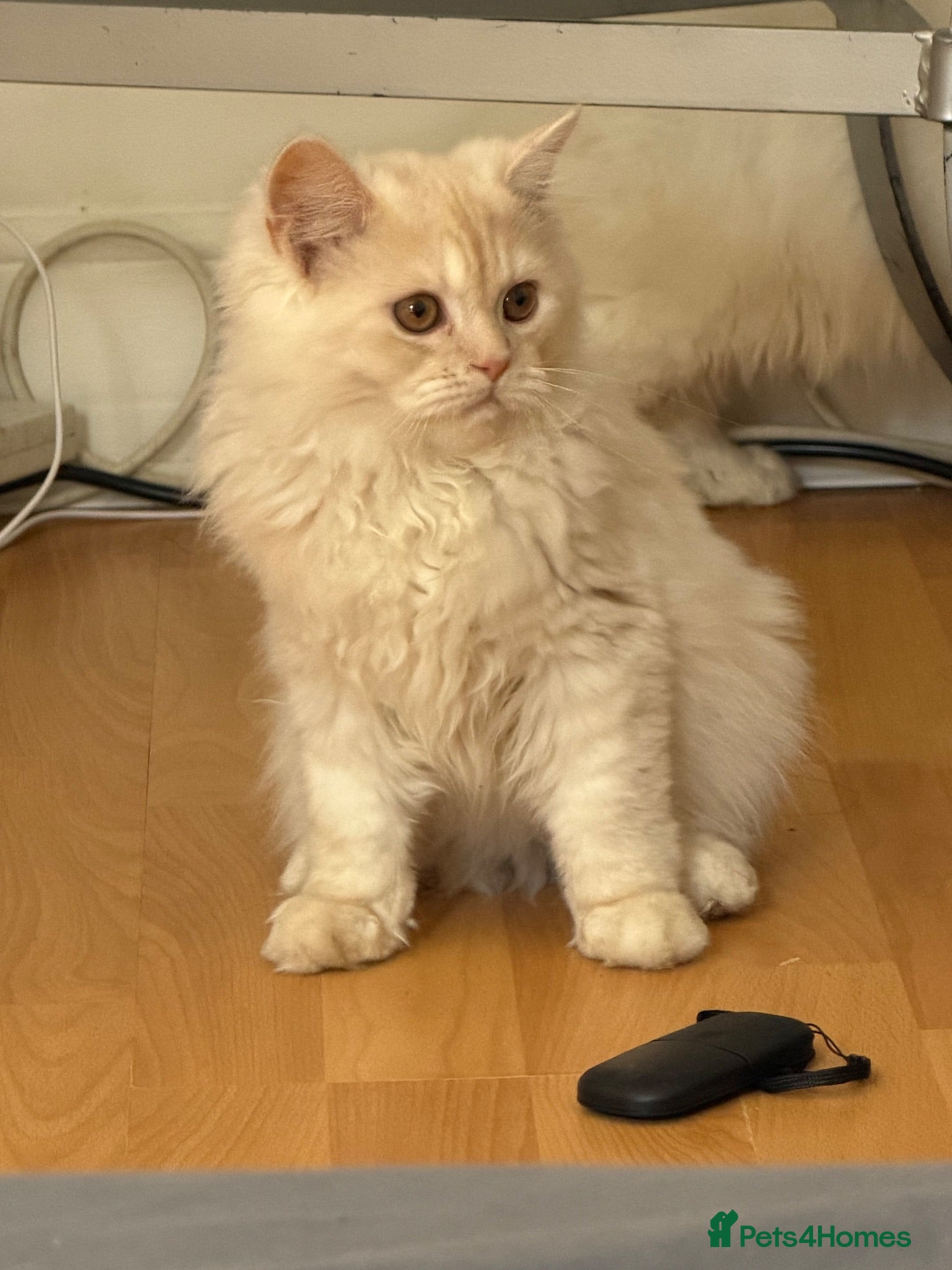 Persian cats 2 Persian kittens for Sale  - Advert 2