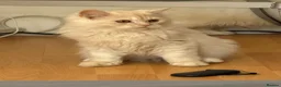 Persian cats for sale: 2 Persian kittens for Sale  - Advert 1