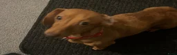 Dachshund dogs for sale: Beautiful miniature dachunds  - Advert 3