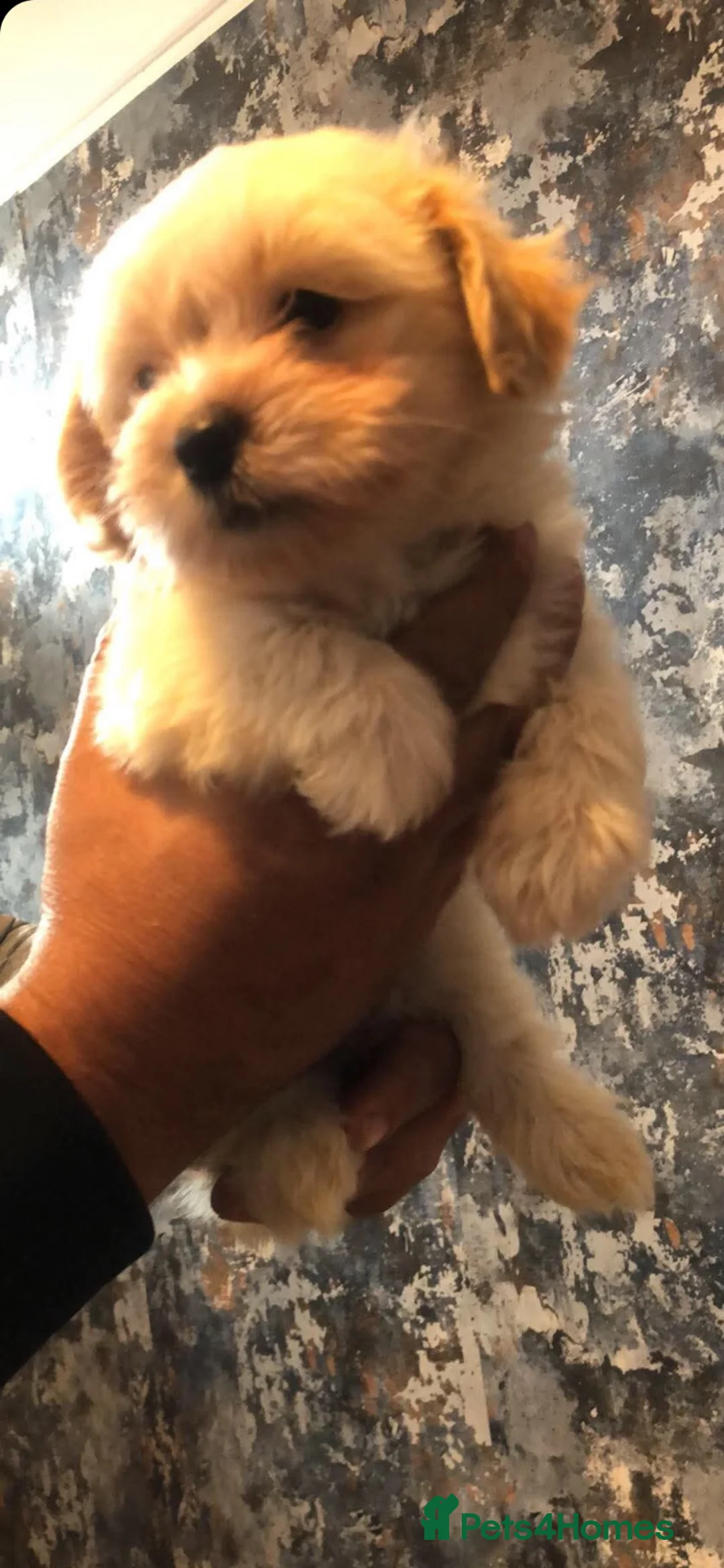 Mixed Breed dogs for sale: Adorabile Bichon puppies💕 - Advert 2