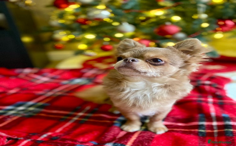 Chihuahua dogs Gorgeous KC boy for sale 😍 - Advert 1