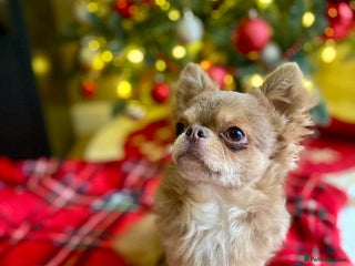 Chihuahua dogs Gorgeous KC boy for sale 😍 - Advert 16