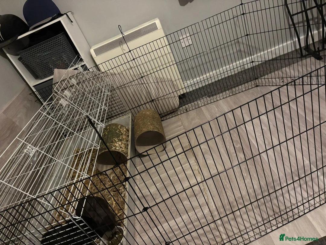 English rabbits for sale: Bought just before Christmas   - Advert 7