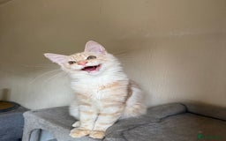 Maine Coon cats for sale: Stunning Maine coon kittens - Image 13
