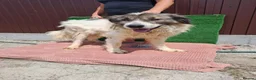 Mixed Breed dogs for adoption: 🐶Meet haiduc, one big fluffball 😍 - Advert 4
