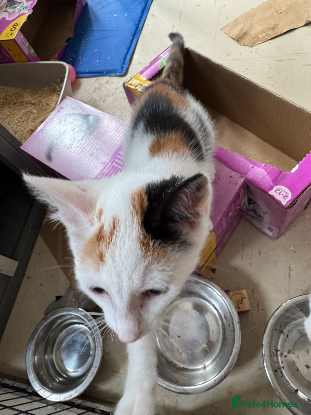 Mixed Breed cats for sale: Luna and sparkle  - Image 5