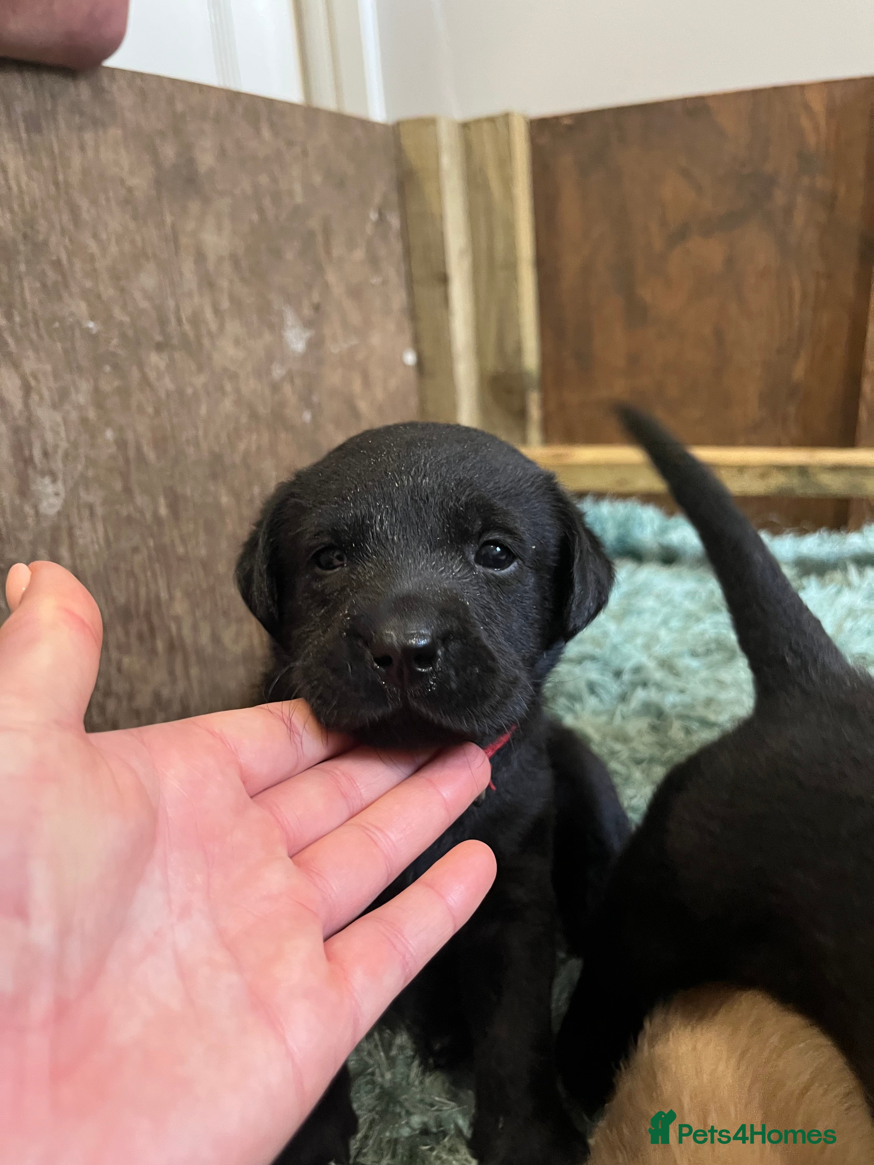 Labrador Retriever dogs for sale: Pedigree Labrador Pups  - Advert 3