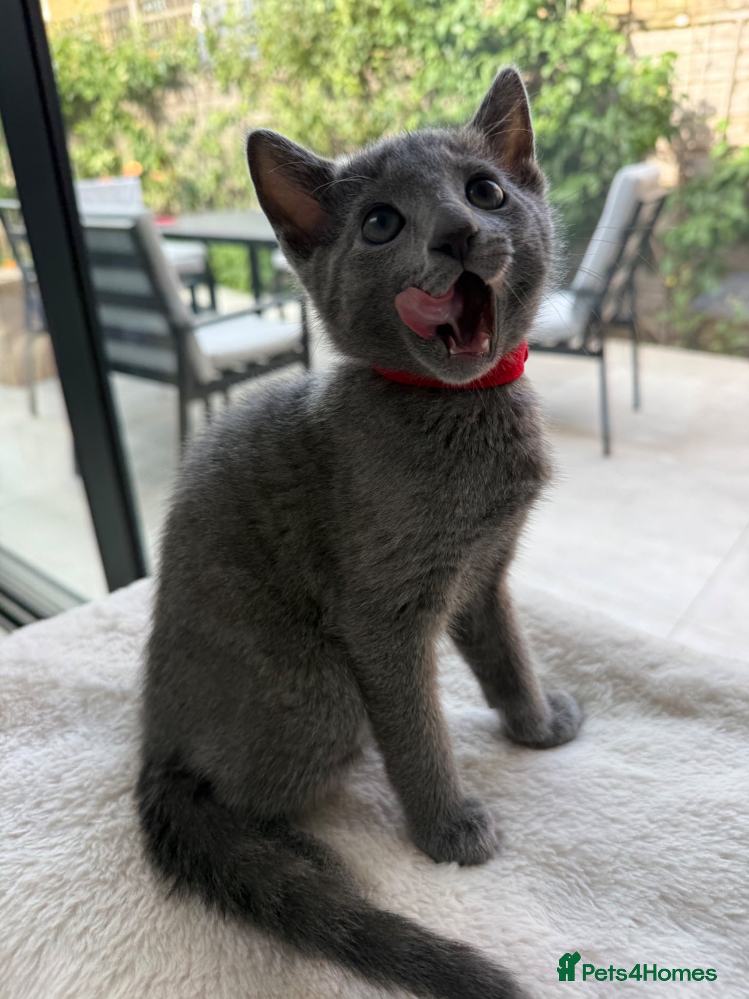 Russian Blue cats for sale: Pure Russian blue kittens with emerald green eyes! in London - Advert 12