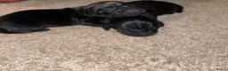 Dachshund dogs for sale: Beautiful Dachshund Puppies - Advert 19