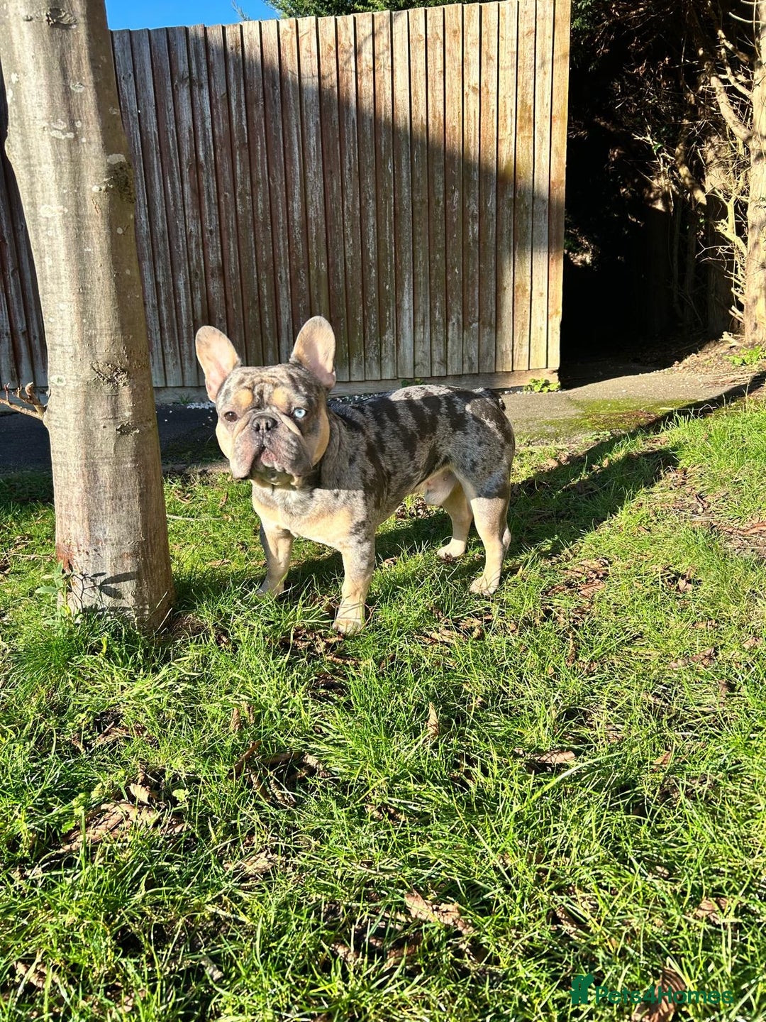 French Bulldog dogs for stud: FRENCH BULLDOG STUD FLUFFY CARRIER in Hitchin - Advert 2