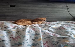 Mixed Breed cats for sale: Lovely kitchen boy looking new home  - Advert 2