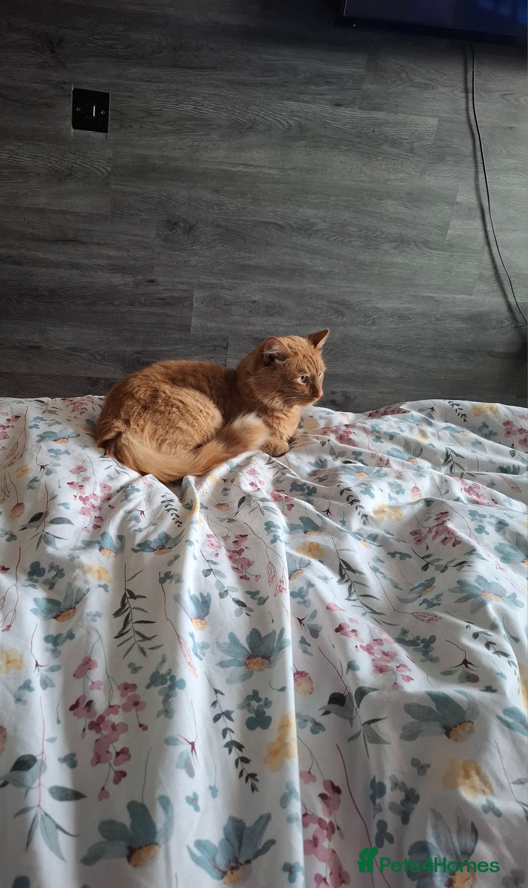 Mixed Breed cats for sale: Lovely kitchen boy looking new home  - Advert 2