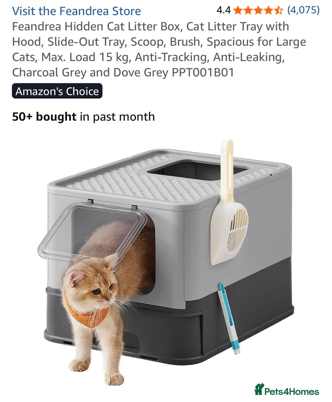 Mixed Breed cats for sale: Cat for sale  - Advert 5