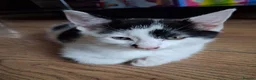 Mixed Breed cats for sale: 2 female black and white kittens available  in Walsall - Advert 3