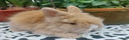 Lionhead rabbits for sale: PURE BRED DOUBLE LION HEAD BABIES  - Advert 1