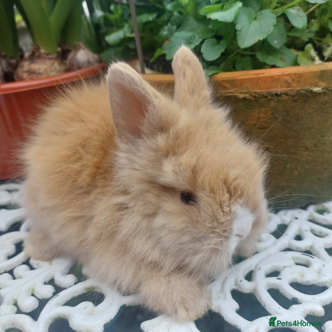 Lionhead rabbits for sale: PURE BRED DOUBLE LION HEAD BABIES  - Advert 1