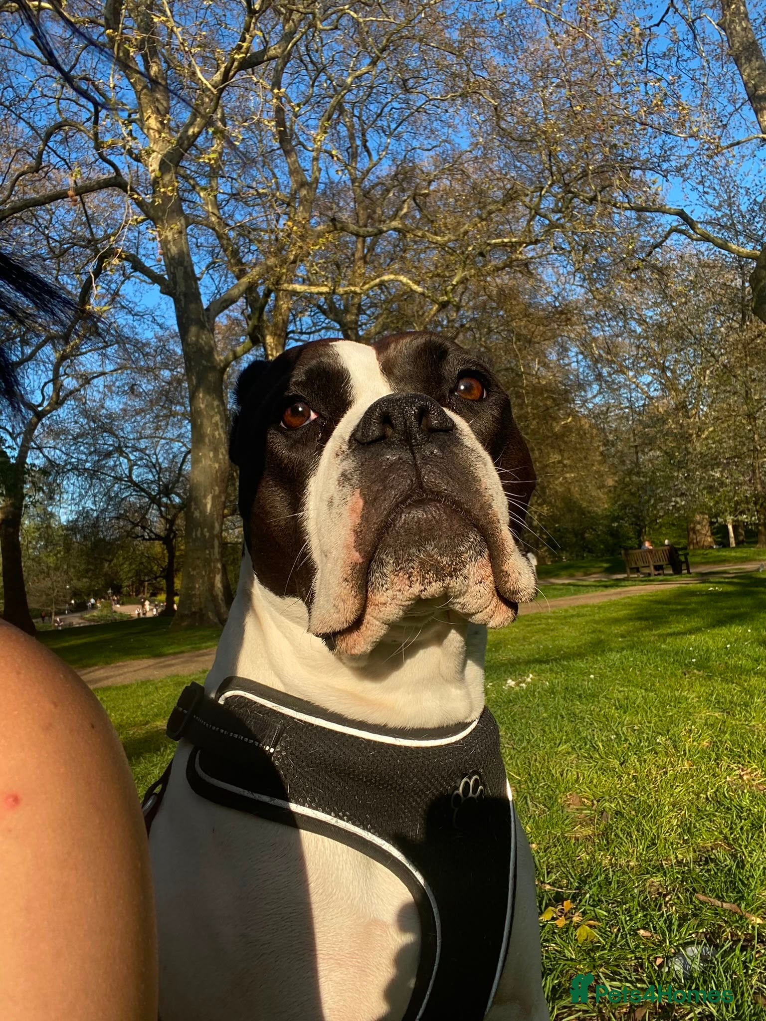 Boxer dogs I’m Amora - Advert 12
