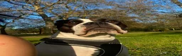 Boxer dogs for sale: I’m Amora in London - Advert 1